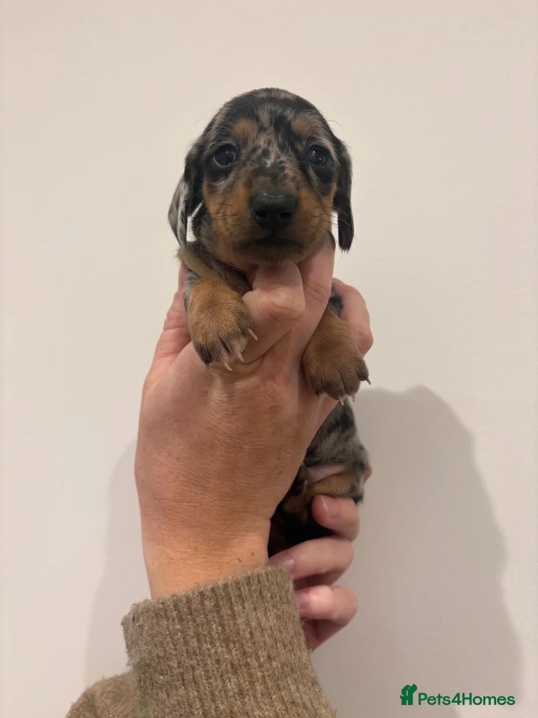 Miniature Dachshund dogs for sale: GORGEOUS KC MINIATURE DACHSHUND PUPPIES  - Advert 18