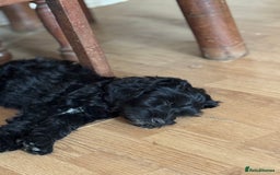 Cockapoo dogs for sale: F2 Cockapoo puppies for sale  - Image 2