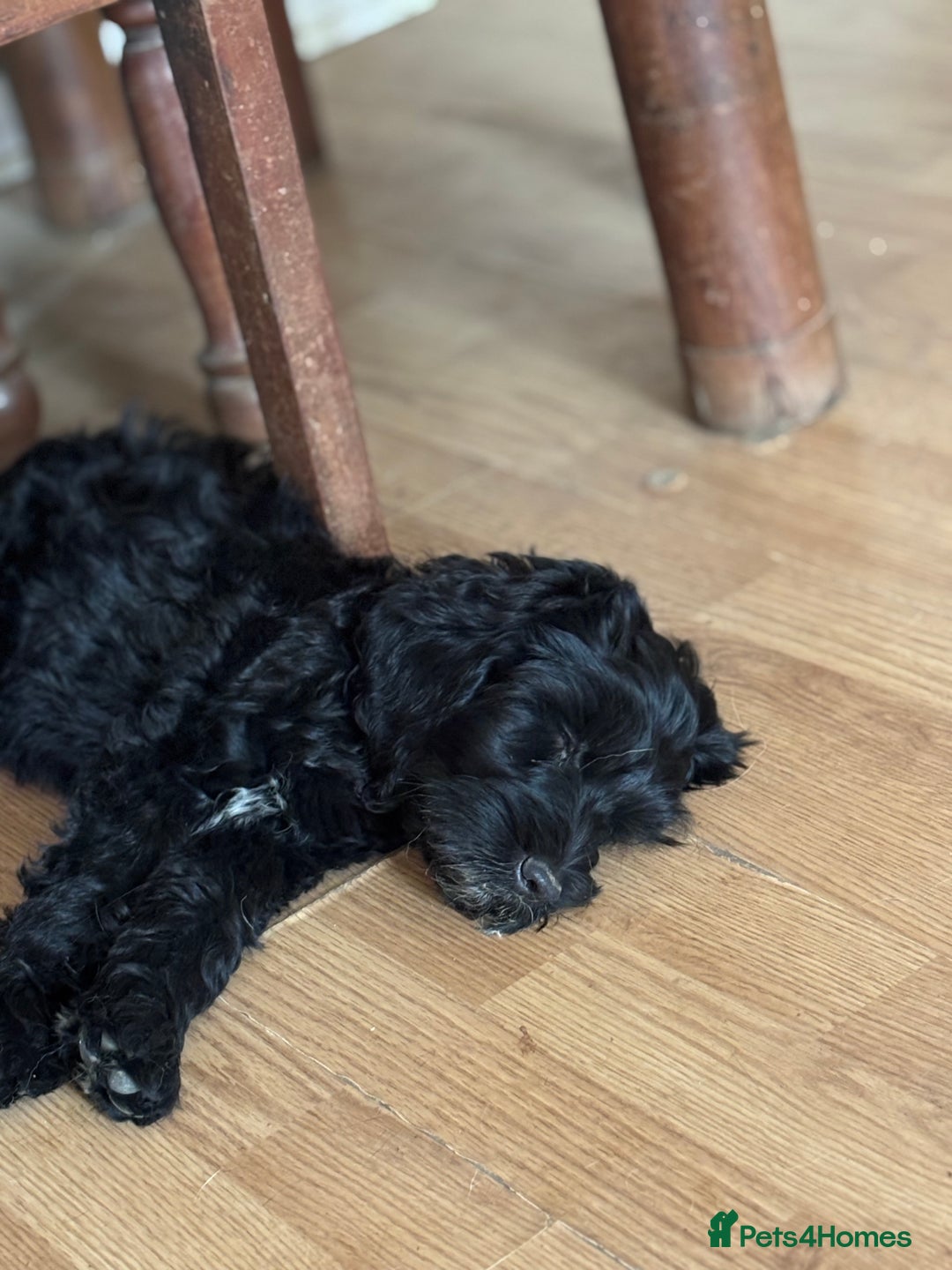 Cockapoo dogs for sale: F2 Cockapoo puppies for sale  - Image 2
