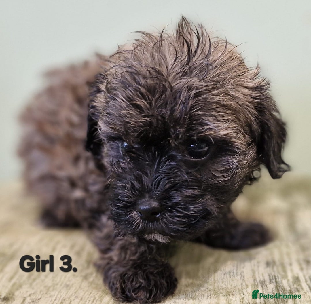 Maltipoo dogs for sale: Maltipoo puppy's - ready august 19th!  - Image 14