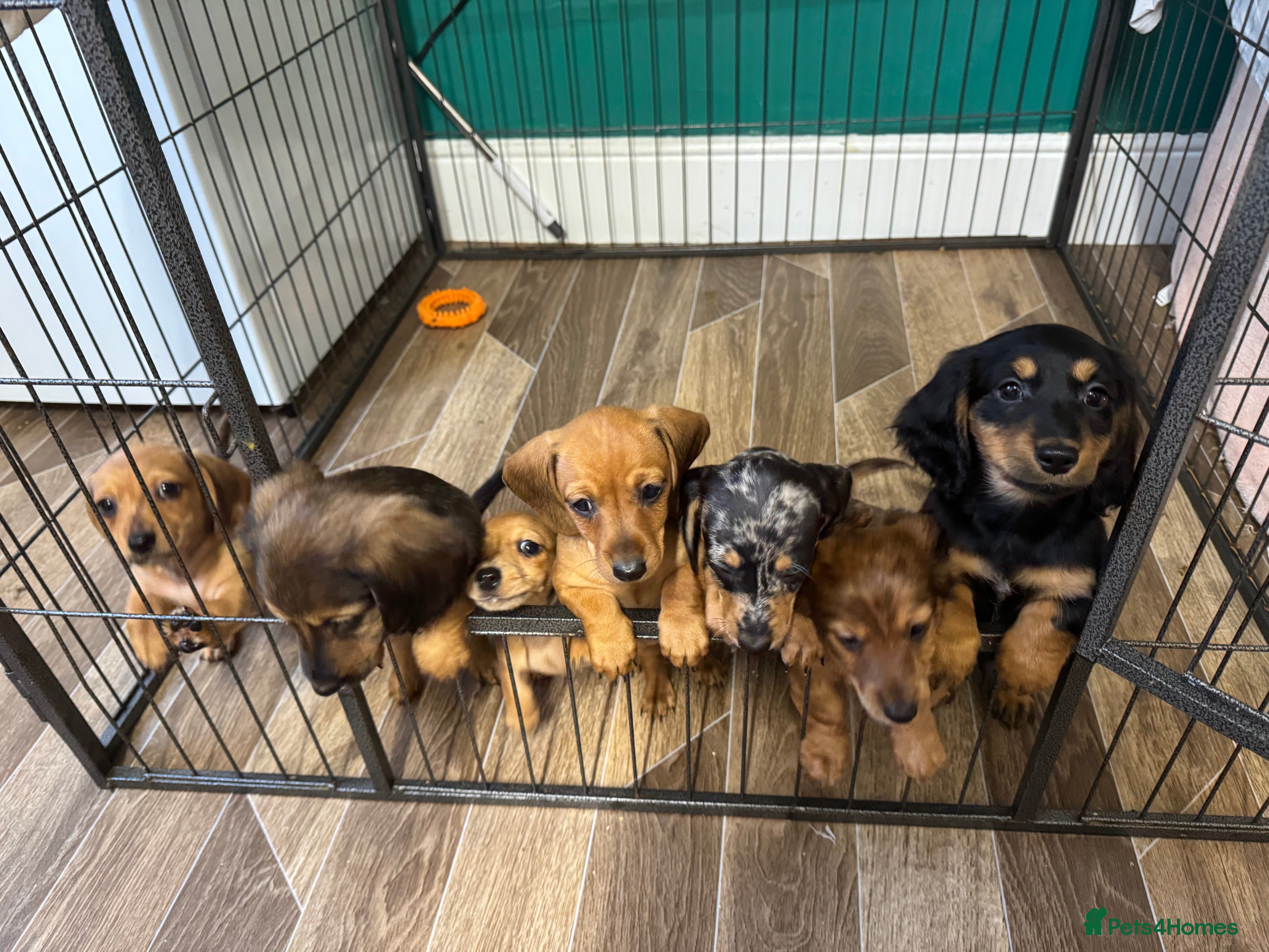 Miniature Dachshund dogs Beautiful minature dachshunds  - Advert 11