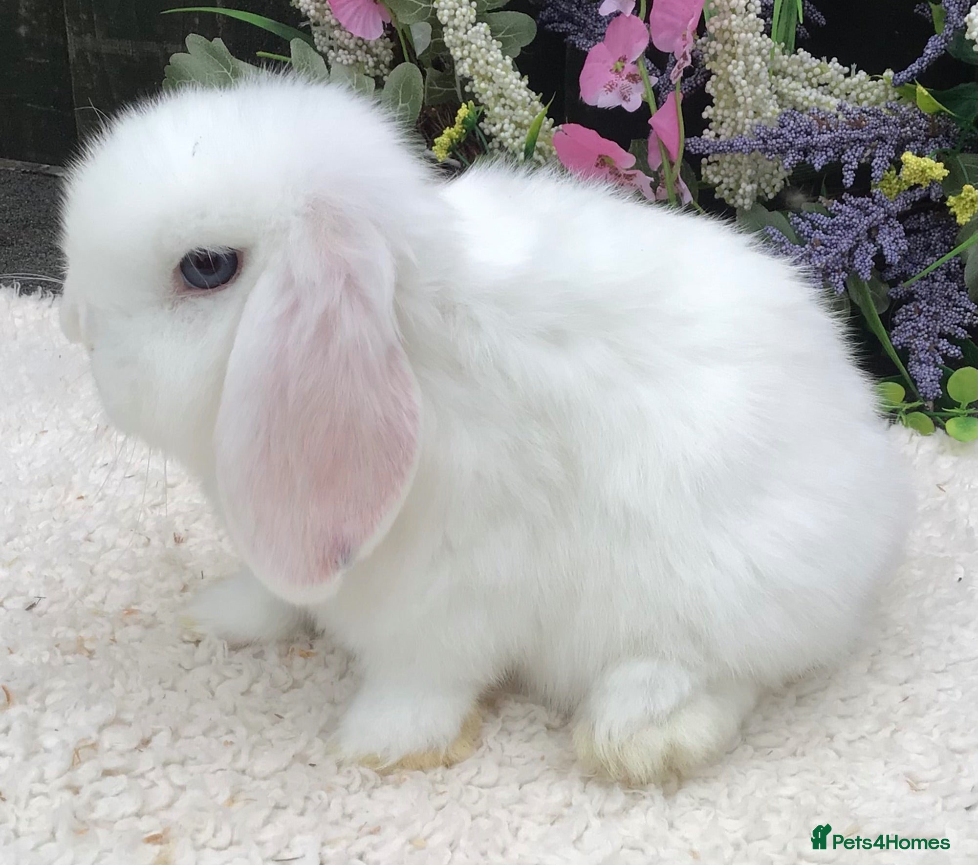 Mini Lop rabbits Mini lop buck - Advert 2