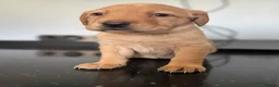 Labrador Retriever dogs for sale: (3 Left) Beautiful purebred Labrador puppies  - Advert 30