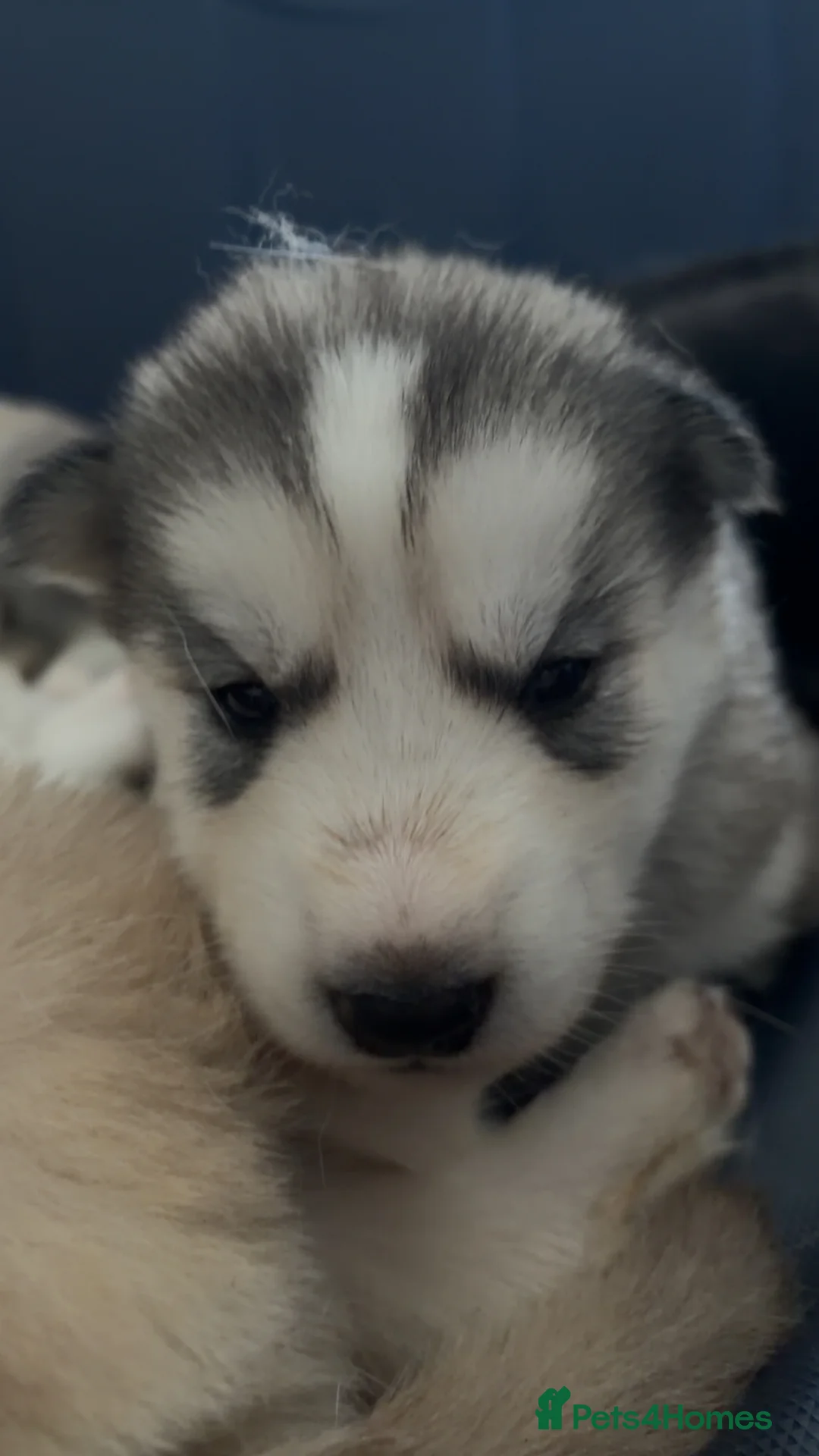 Shepsky dogs for sale: Northern innuit puppies - Advert 25