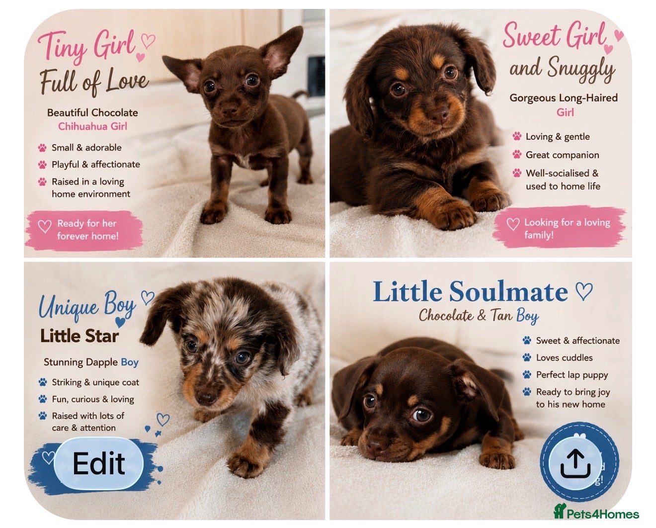 Mixed Breed dogs Dachshund × Pomchi puppies - Advert 2