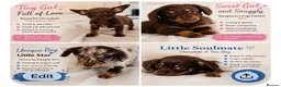 Mixed Breed dogs for sale: Dachshund × Pomchi puppies - Advert 2