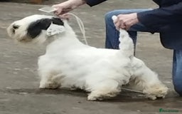 Sealyham Terrier dogs for sale: Quality KC registered Sealyham Terrier pups - Image 20