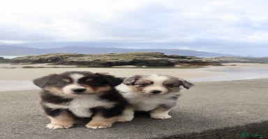 Miniature American Shepherd dogs - Advert 3