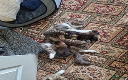 Mixed Breed cats for sale: Kittens male and female  - Image 2