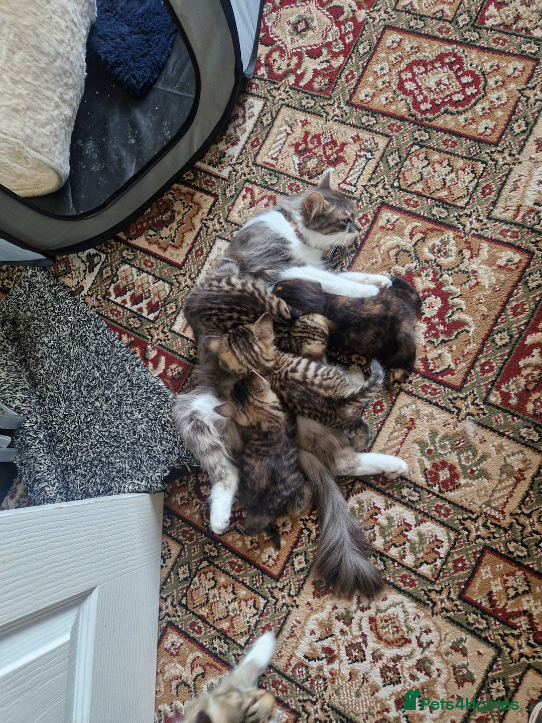 Mixed Breed cats for sale: Kittens male and female  - Image 2