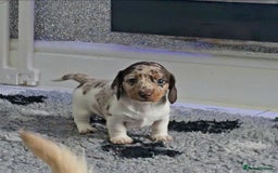 Miniature Dachshund dogs for sale: Miniature Smooth Dachshund Puppies  - Image 4