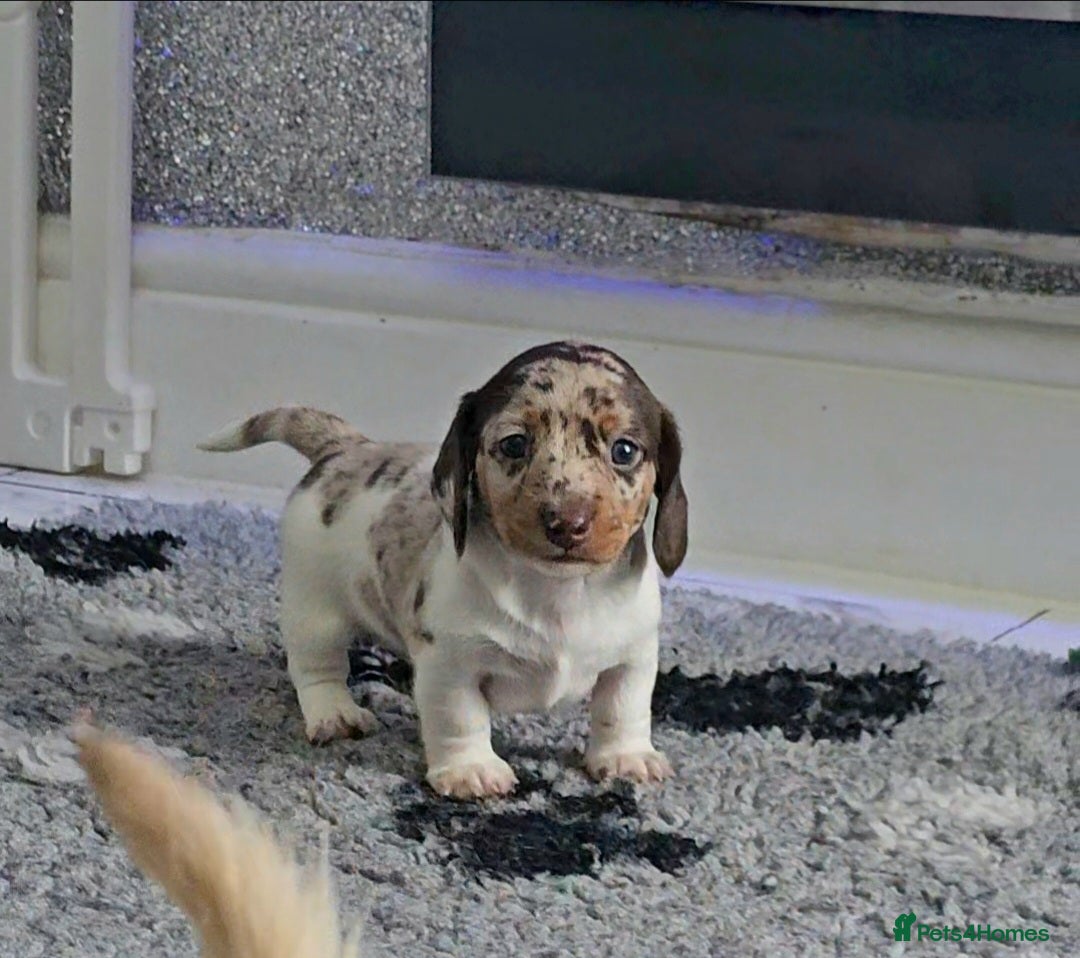 Miniature Dachshund dogs for sale: Miniature Smooth Dachshund Puppies  - Image 4