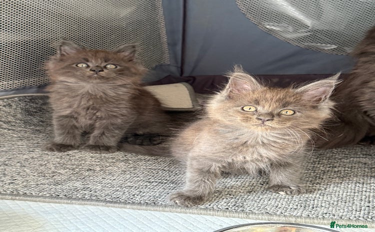 Maine Coon cats - Advert 3