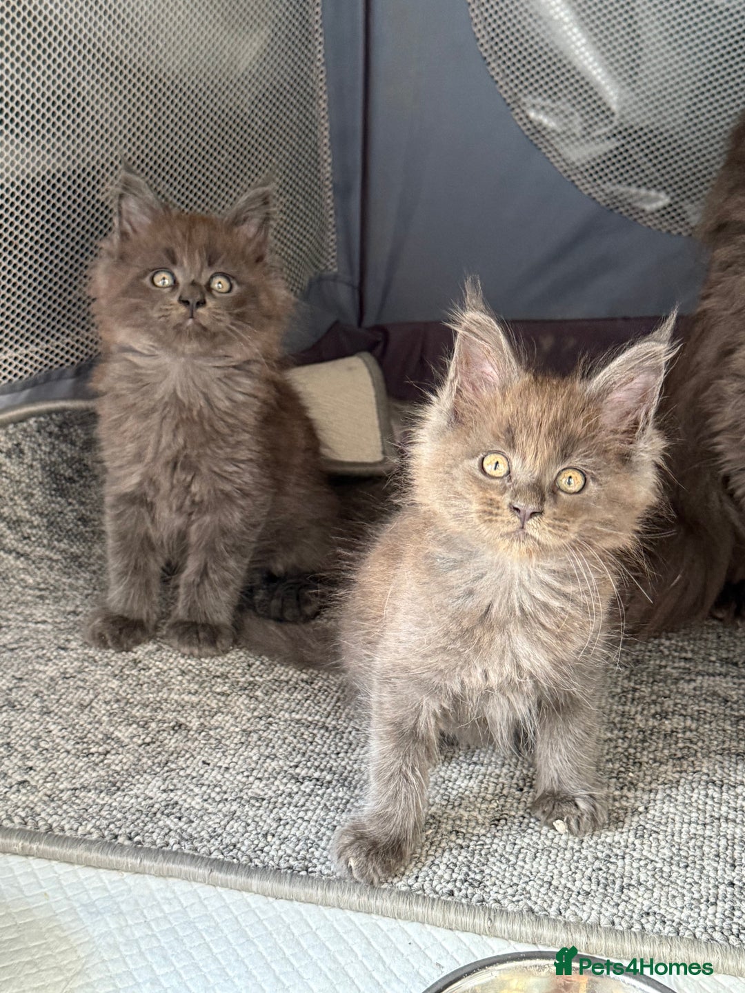 Maine Coon cats for sale: Beautiful TICA registered Maine coon kittens - Image 1