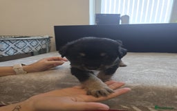 Goldador dogs for sale: Goldador x Labrottie Miniature Puppies for Sale - Advert 19