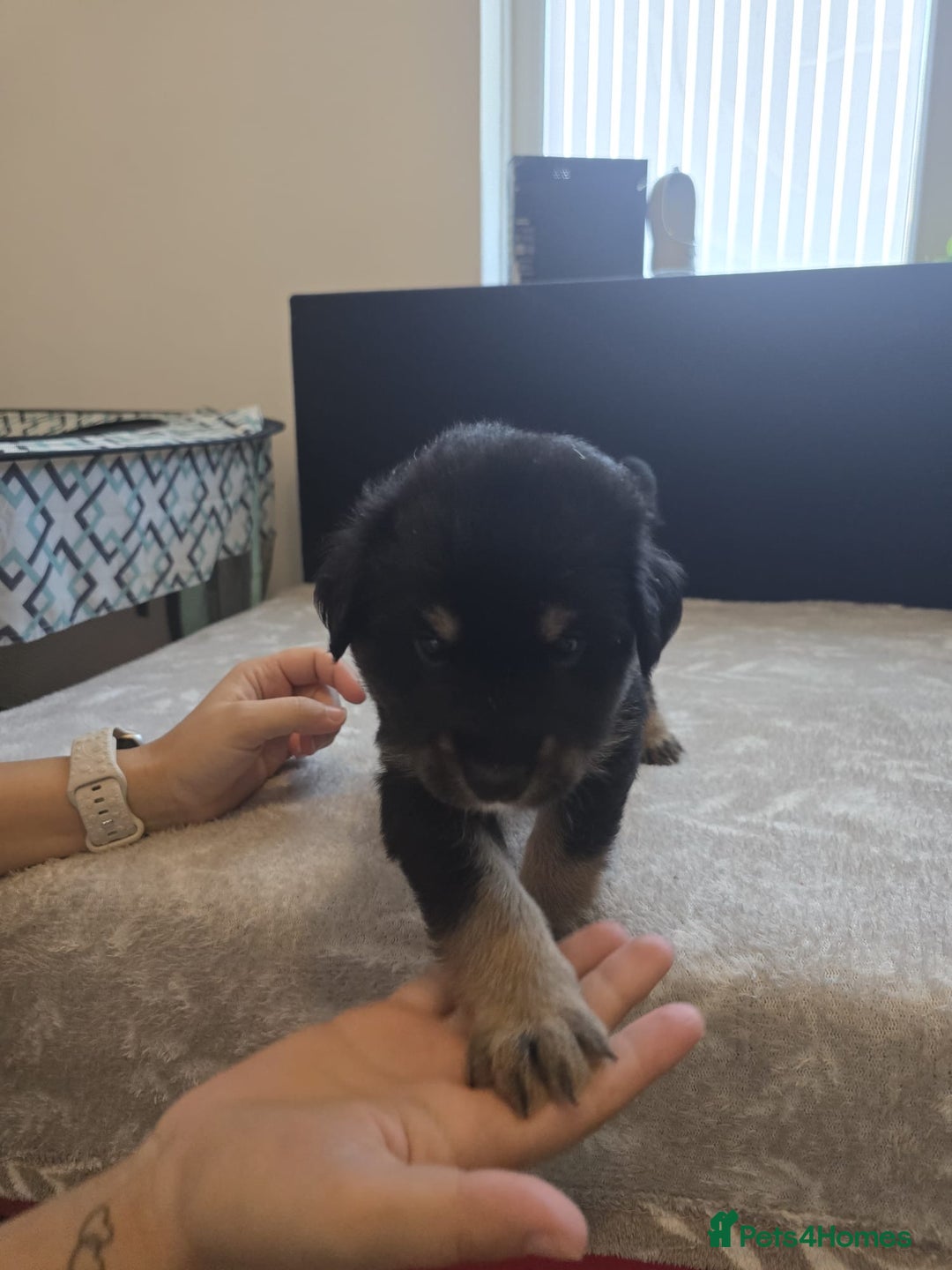 Goldador dogs for sale: Goldador x Labrottie Miniature Puppies for Sale - Advert 19