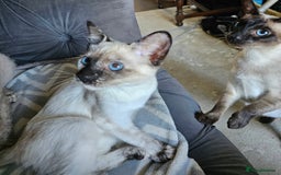 Siamese cats for sale: Siamese X Sphynx kittens - Image 28