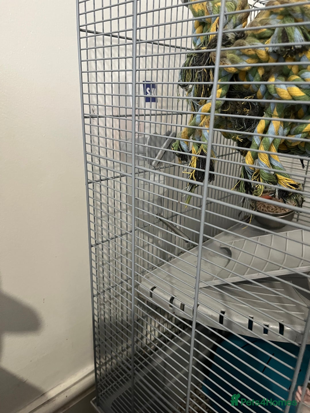 Rat rodents for sale: Two 6 months old male rats - Image 6