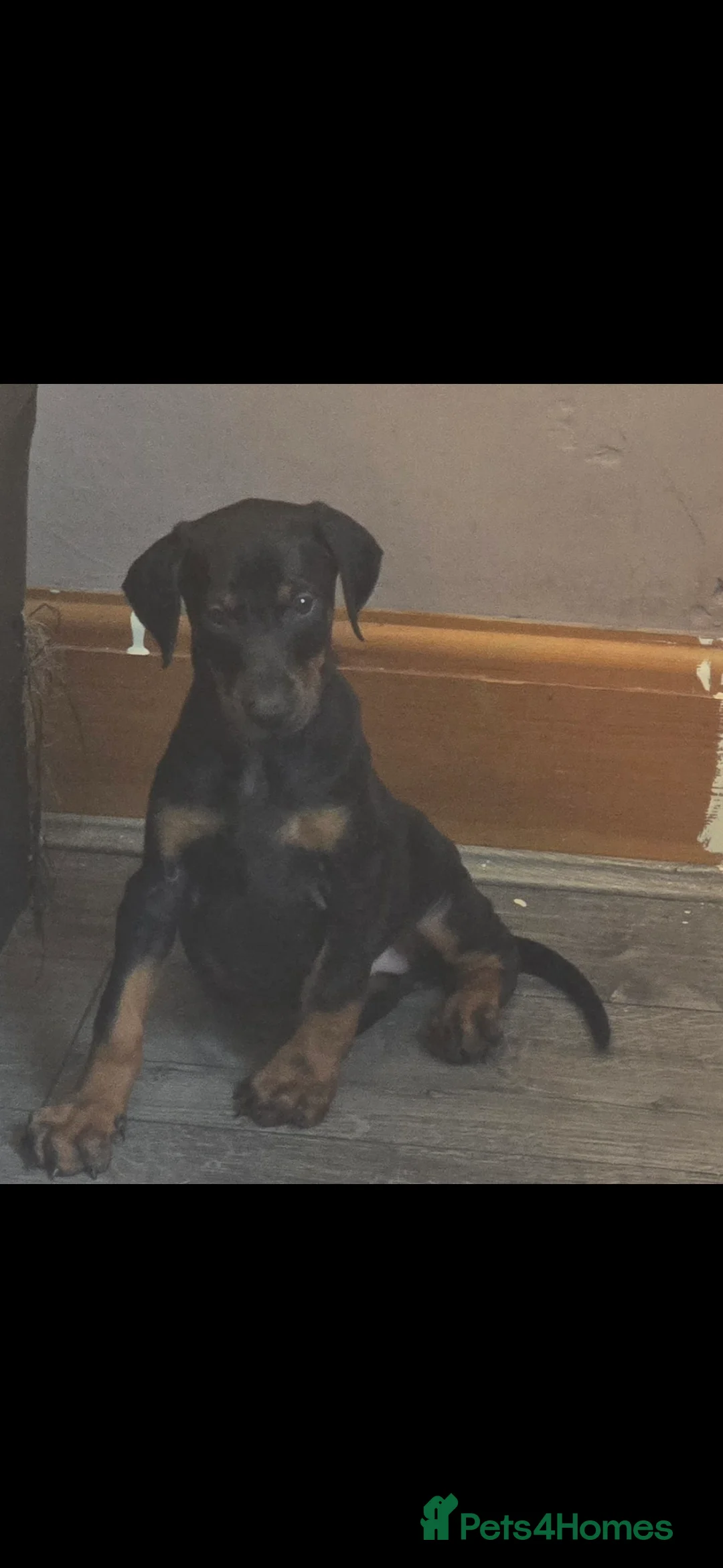 Dobermann dogs for sale: Excellent show quality doberman pups for sale - Advert 2