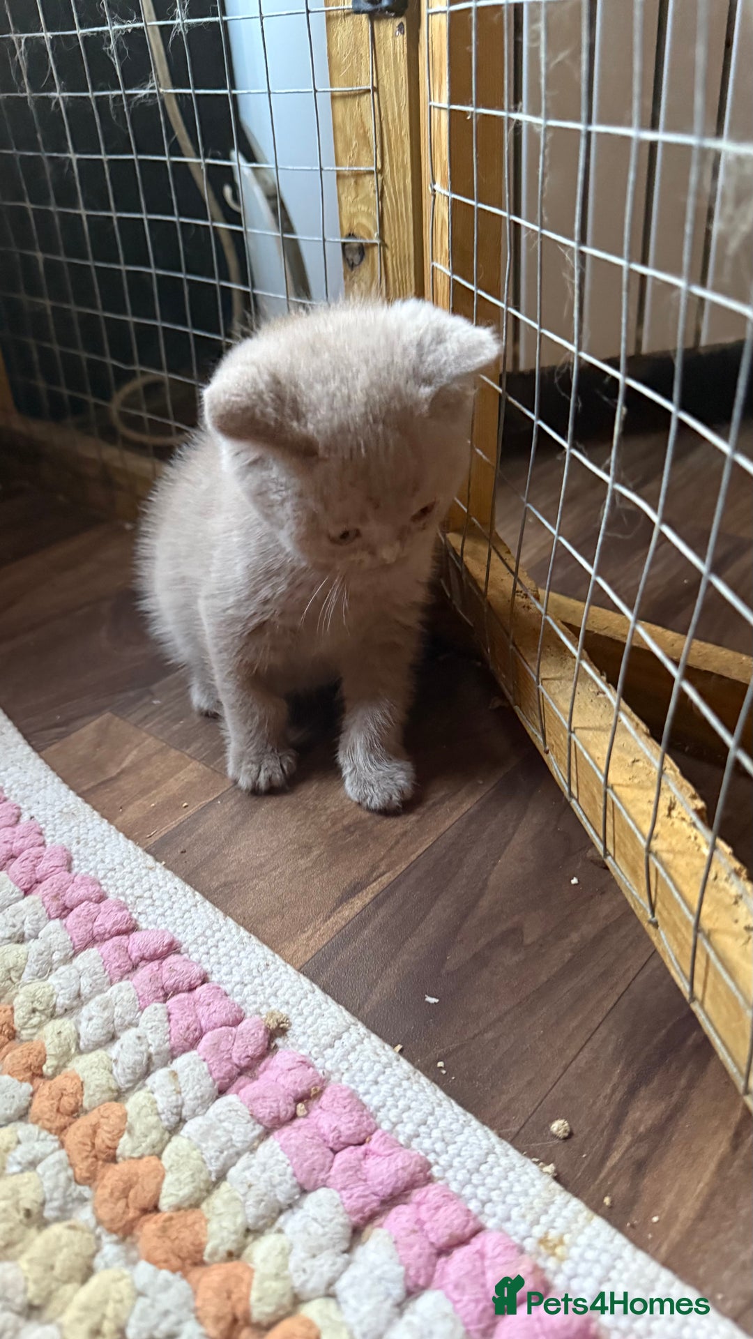 British Shorthair cats for sale:  Tica cinnamons BSH kittens - Image 7
