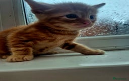 Mixed Breed cats for sale: Playful kittens🥰 - Advert 3