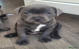 Staffordshire Bull Terrier dogs for sale: KC reg Blue Female Staffordshire bull terrier  - Image 3