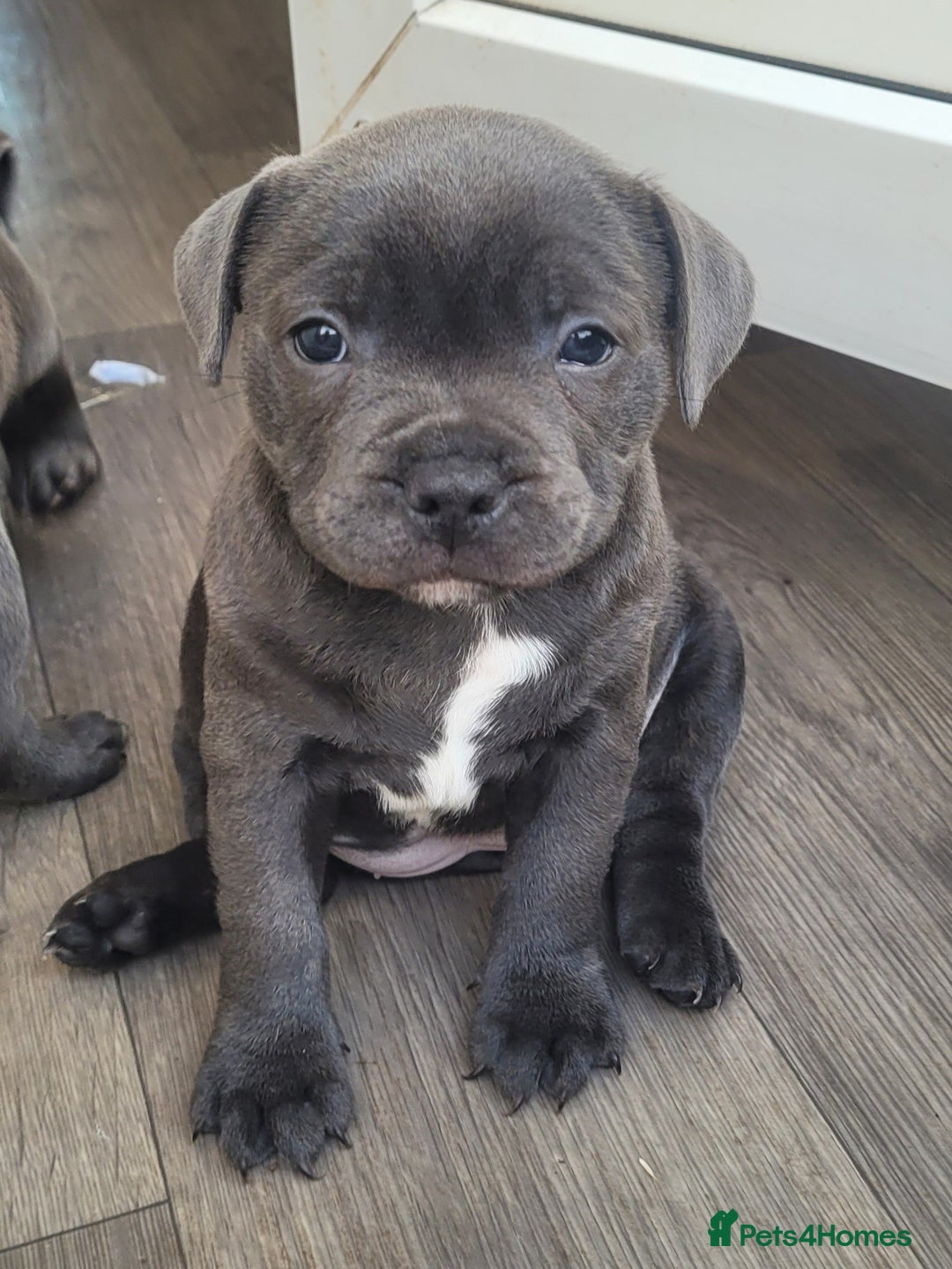 Staffordshire Bull Terrier dogs for sale: KC reg Blue Female Staffordshire bull terrier  - Image 3