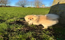 Pomeranian dogs for stud: 🌟✨ Elite Pomeranian Stud Available  ✨🌟 - Image 2