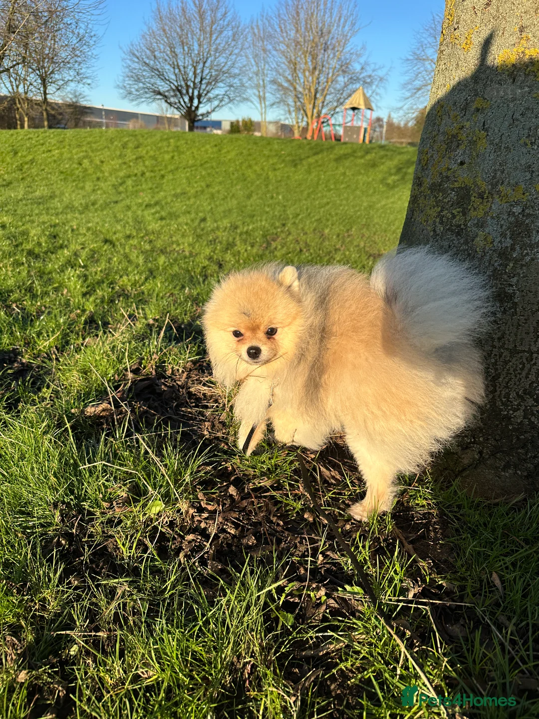 Pomeranian dogs for stud: 🌟✨ Elite Pomeranian Stud Available  ✨🌟 - Advert 2