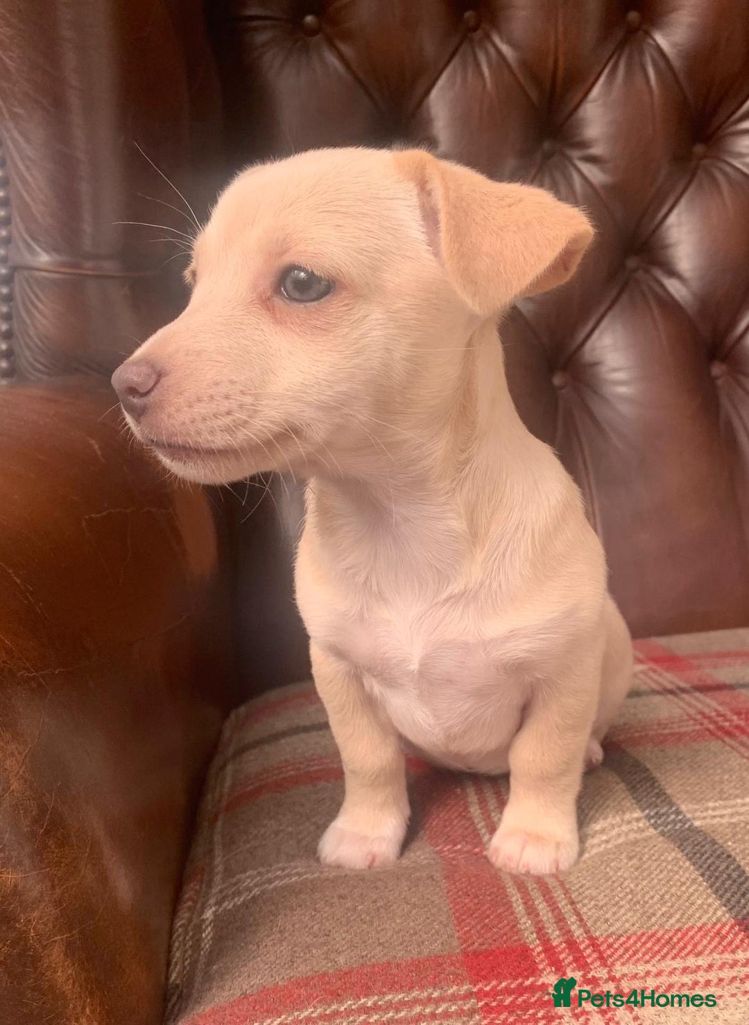 Jack Russell dogs for sale: Fantastic litter of miniature jr rare  colours  - Image 10