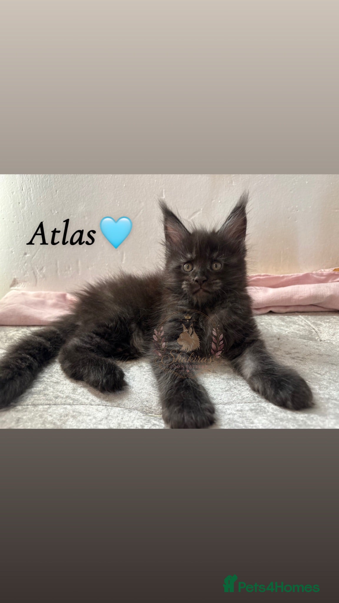 Maine Coon cats Beautiful Maine Coon kittens - Advert 2