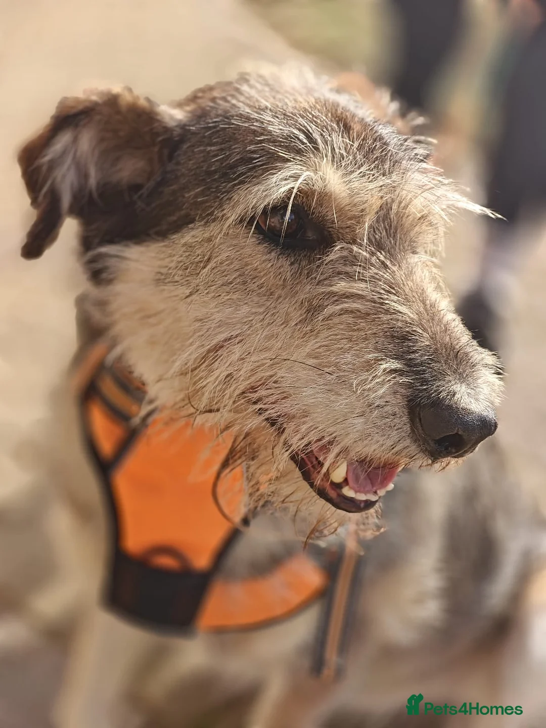 Mixed Breed dogs for adoption: ❤️OXY❤️Large• Scruffy •Gentle • Playful • Loving - Advert 17