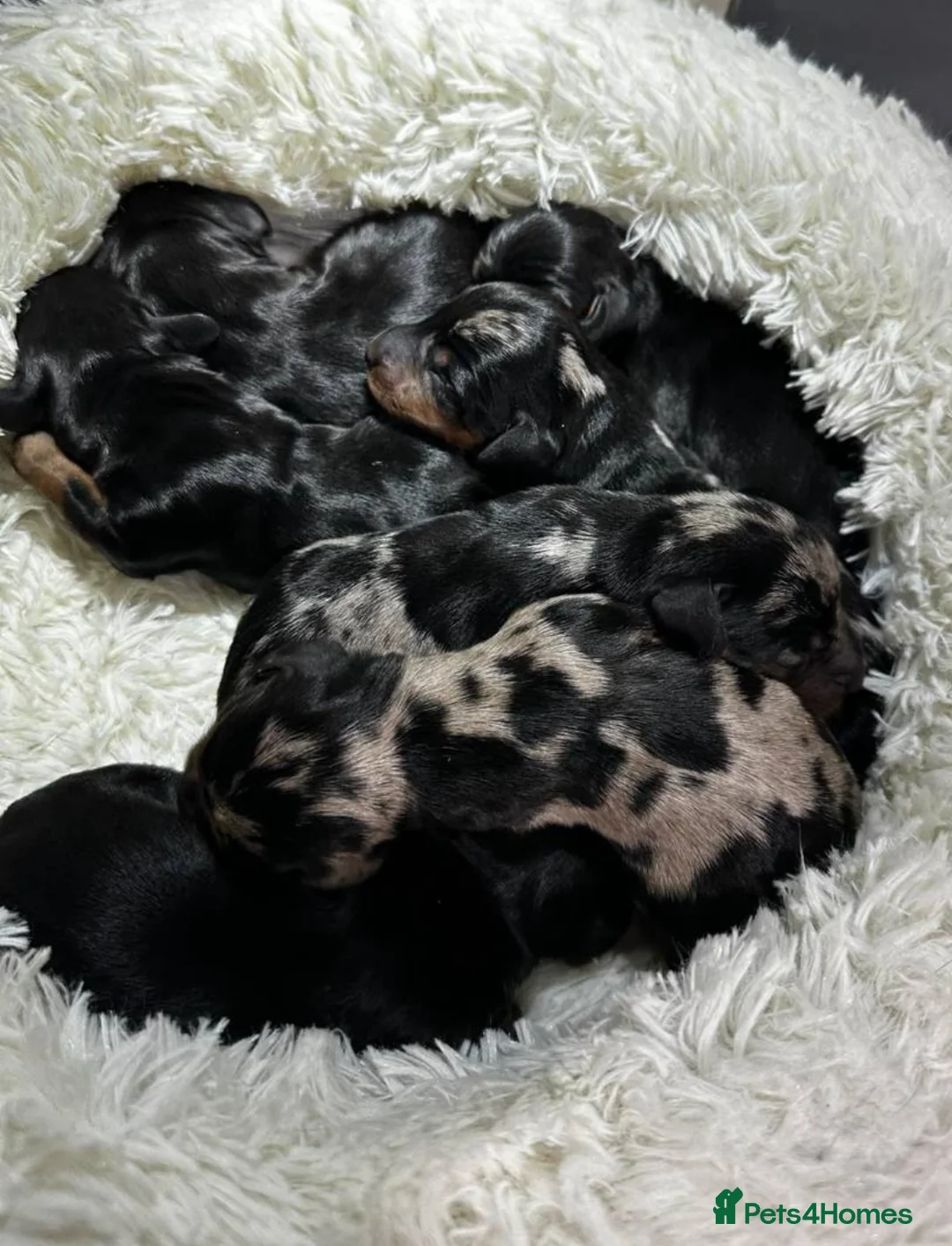Miniature Dachshund dogs for stud: Beautiful kc reg pra clear silver dapple  - Advert 12