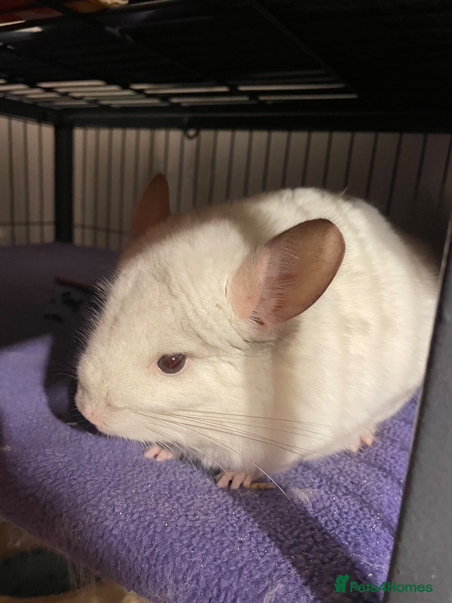 Chinchilla rodents for sale: Pair of chinchillas and Ferret Nation set up - Advert 9