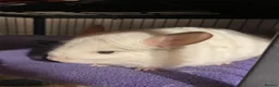 Chinchilla rodents for sale: Pair of chinchillas and Ferret Nation set up in Inverness - Advert 1