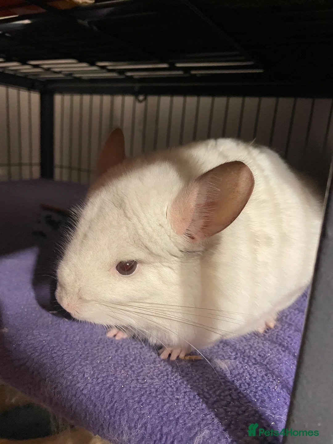 Chinchilla rodents for sale: Pair of chinchillas and Ferret Nation set up in Inverness - Advert 1