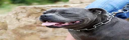 Staffordshire Bull Terrier dogs for sale: 💚💚💚BLUE STAFFIES 💚💚💚 - Advert 11