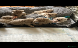 Poochon dogs for sale: Poochon pups for sale  - Image 6