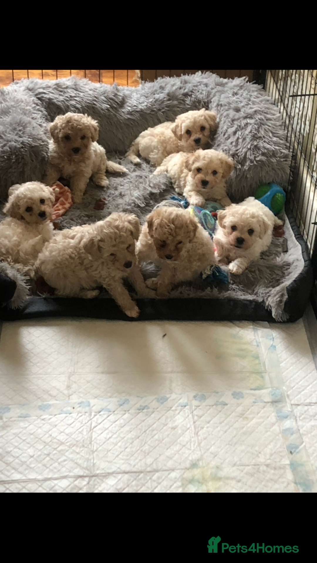 Poochon dogs for sale: Poochon pups for sale  - Image 6