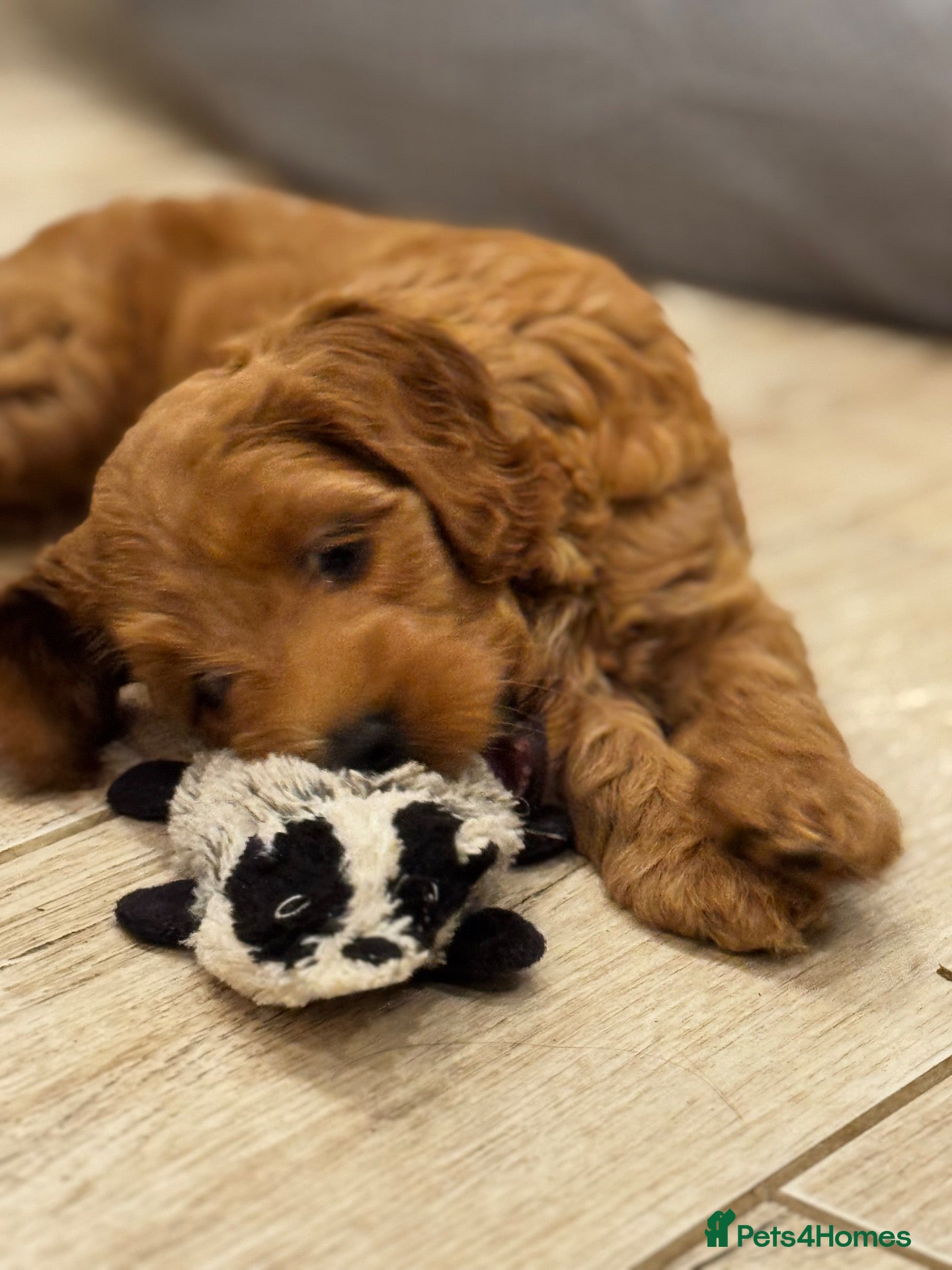 Mixed Breed dogs Gorgeous Red & Apricot Mini Doodle Puppies - Advert 1