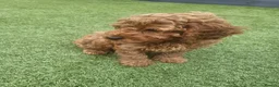 Cockapoo dogs for sale: F1b cockapoos (Ready now) - Advert 4