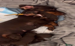 Miniature Dachshund dogs for sale: Kc registered health tested miniature dachshund  - Image 12