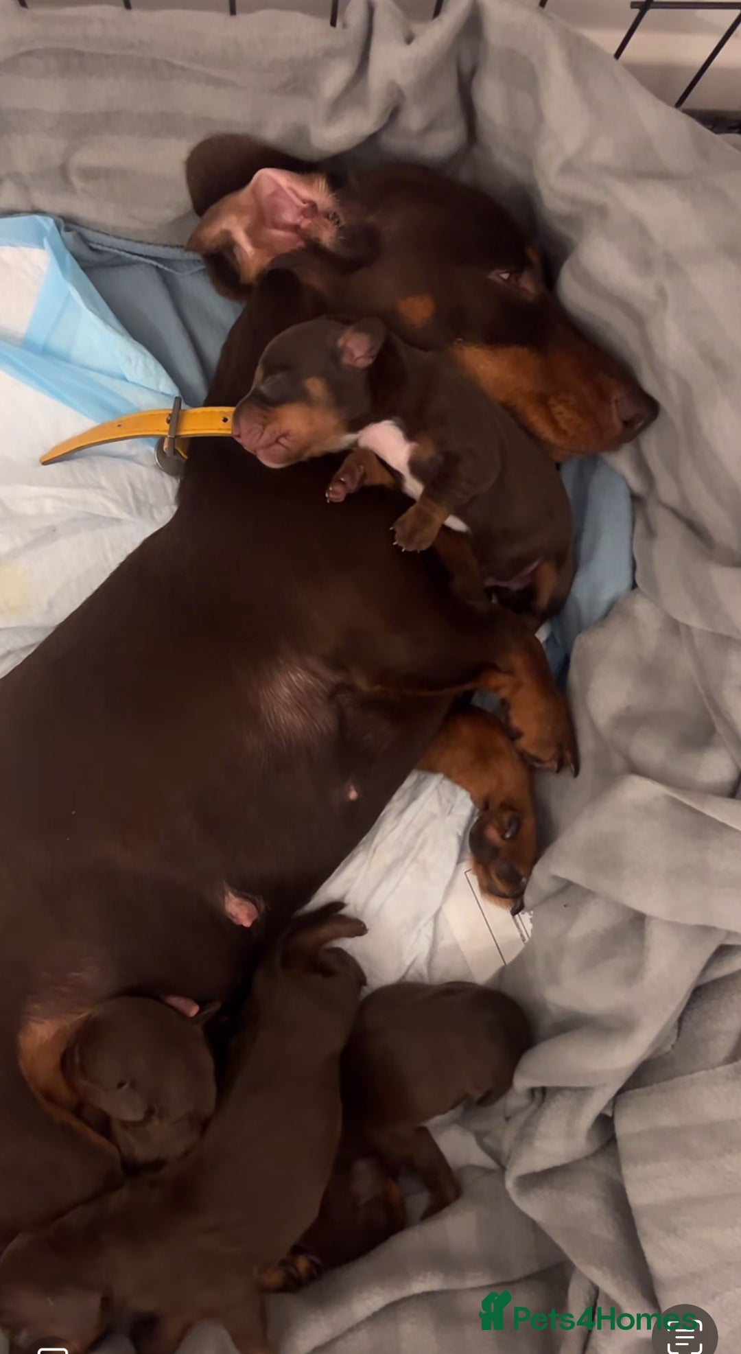Miniature Dachshund dogs for sale: Kc registered health tested miniature dachshund  - Image 12