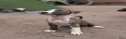 English Bull Terrier dogs for sale: Working and Sporting English Bull Terriers  - Advert 7