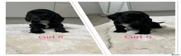 Cocker Spaniel dogs for sale: 🐾Beautiful Show Type Cocker Spaniel Puppies 🐾 - Advert 9