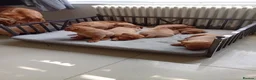 Labrador Retriever dogs for sale: Fox red  - Advert 17