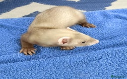 Ferret rodents for sale: Ferrets for Sale - 8 weeks old - Image 3