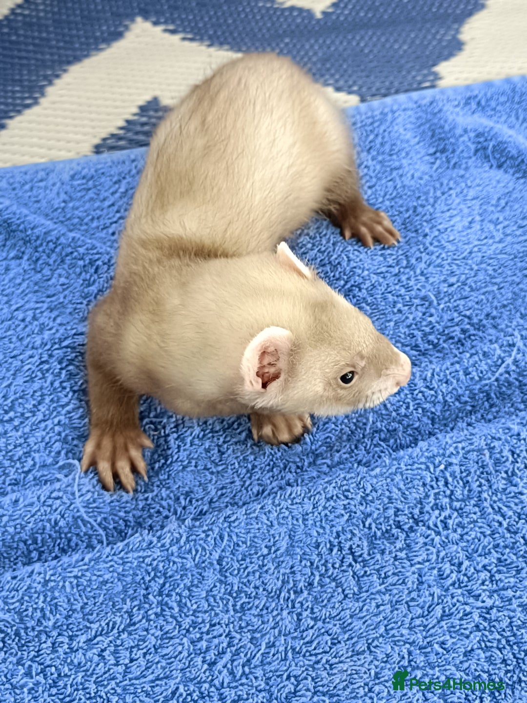 Ferret rodents for sale: Ferrets for Sale - 8 weeks old - Image 3