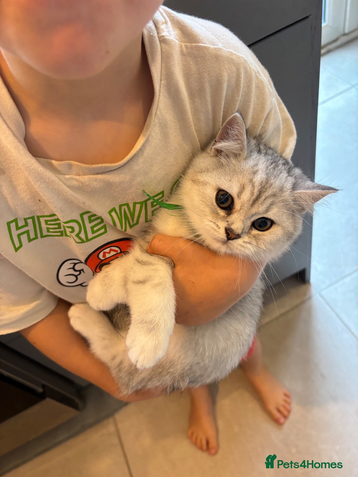 British Shorthair cats READY NOW Stunning British Shorthair Kittens  - Advert 1