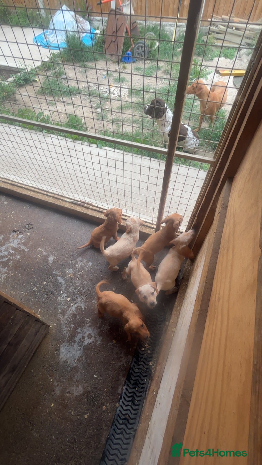 Mixed Breed dogs for sale: Beautiful Sprizla Puppies  - Image 11